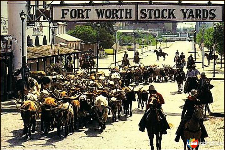 Fort Worth Herd
