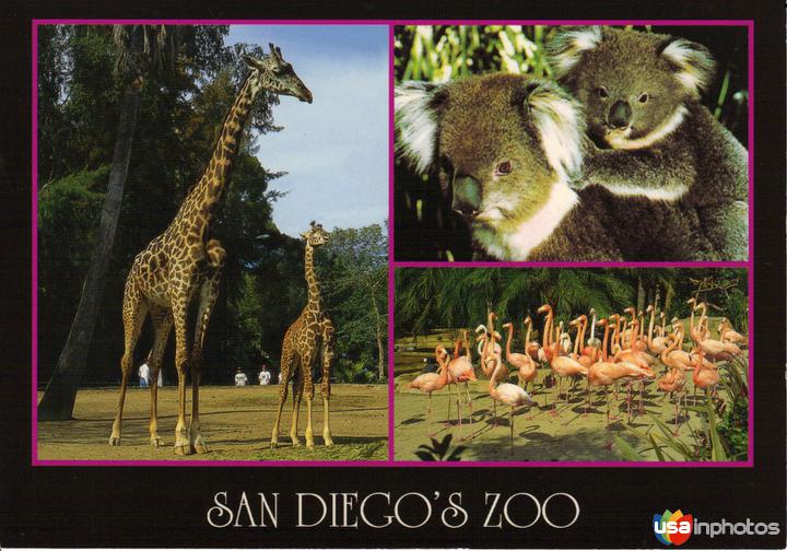 Zoológico de San Diego, fué considerado el mas grande del mundo