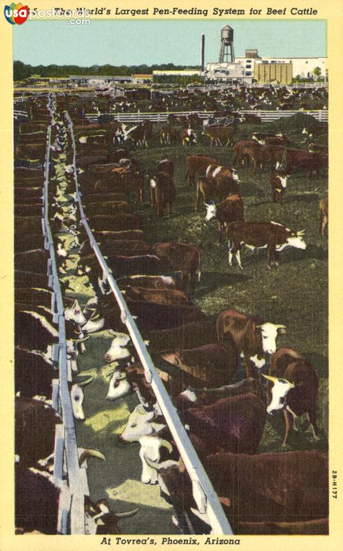 Pictures of Phoenix, Arizona, United States: The World´s Largest Pen-Feeding System for Beef Cattle
