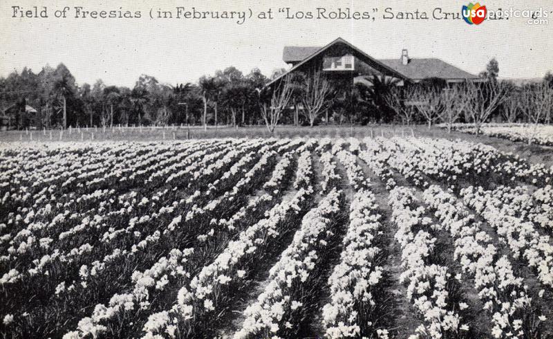 Field of Freesias in February at Los Robles
