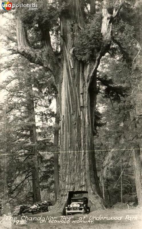 Pictures of Redwood Forest, California, United States: The Chandalier Tree at Underwood Park