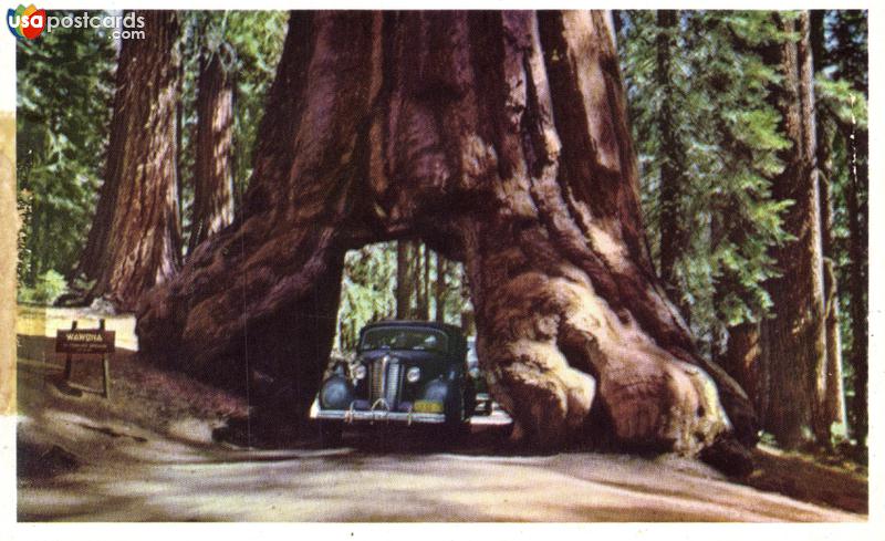 Pictures of Yosemite National Park, California, United States: Tunnel Tree