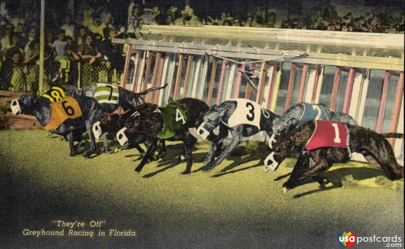 They´re Off. Greyhound Racing in Florida