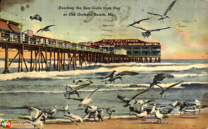 Feeding the Sea Gulls from Pier