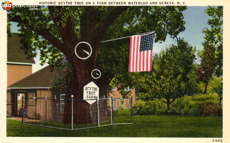 Historic Scythe Tree on a Farm Between Waterloo and Geneva