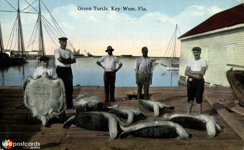 Green turtles