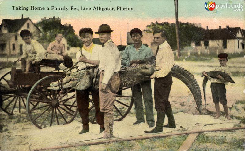 Taking home a family pet, live alligator