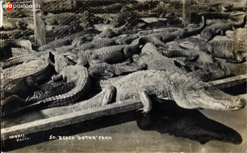 South Beach Gator Farm