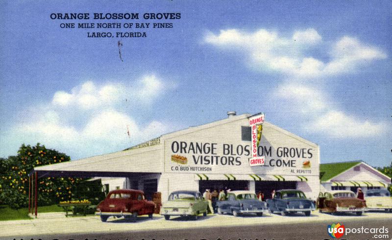 Orange Blossom Groves