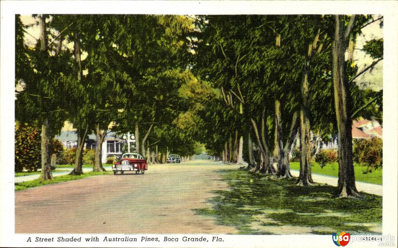 A street shaded with Australian Pines