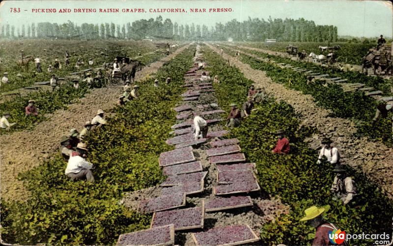 Picking and drying raisin grapes