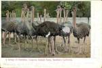 Cawston Ostrich Farm