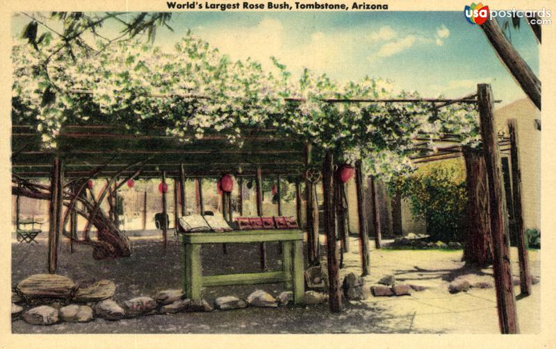 Pictures of Tombstone, Arizona: World´s Largest Rose Bush