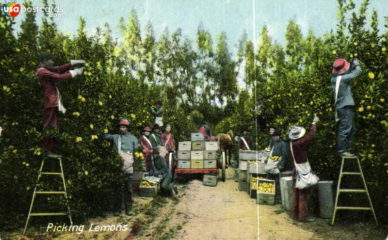 Pictures of Unclassified, California: Picking Lemons