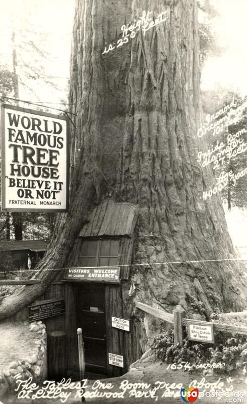 Pictures of Redwood Forest, California: The Tallest One Room Tree Abode