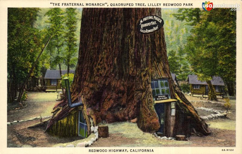 Pictures of Redwood Forest, California: The Fraternal Monarch, Quadruped Tree. Lilley Redwood Park