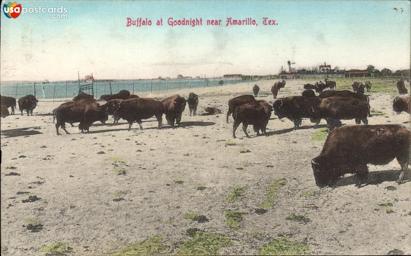 Pictures of Amarillo, Texas: Buffalo
