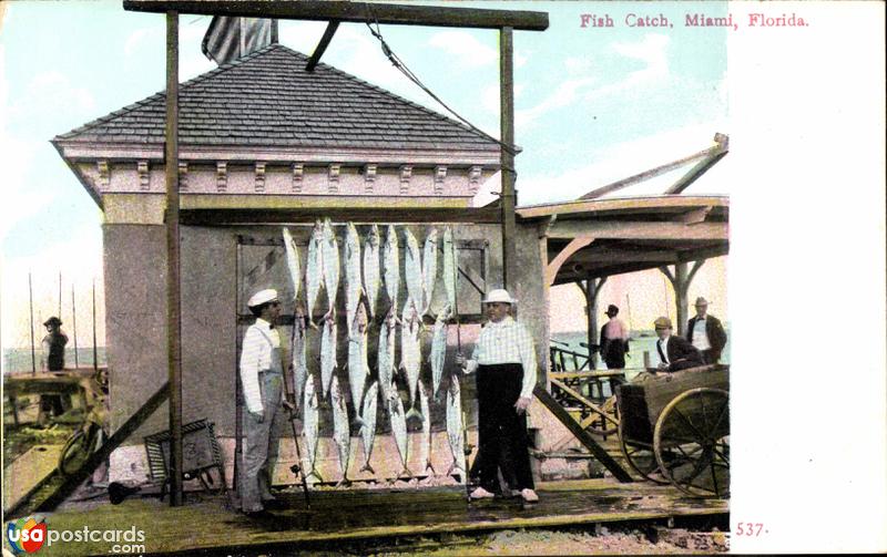 Pictures of Miami, Florida: Fish catch