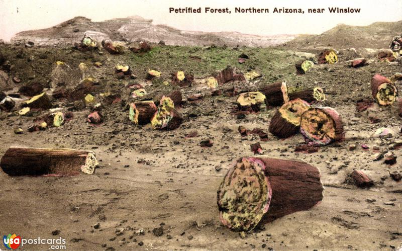 Pictures of Petrified Forest, Arizona: Petrified trees