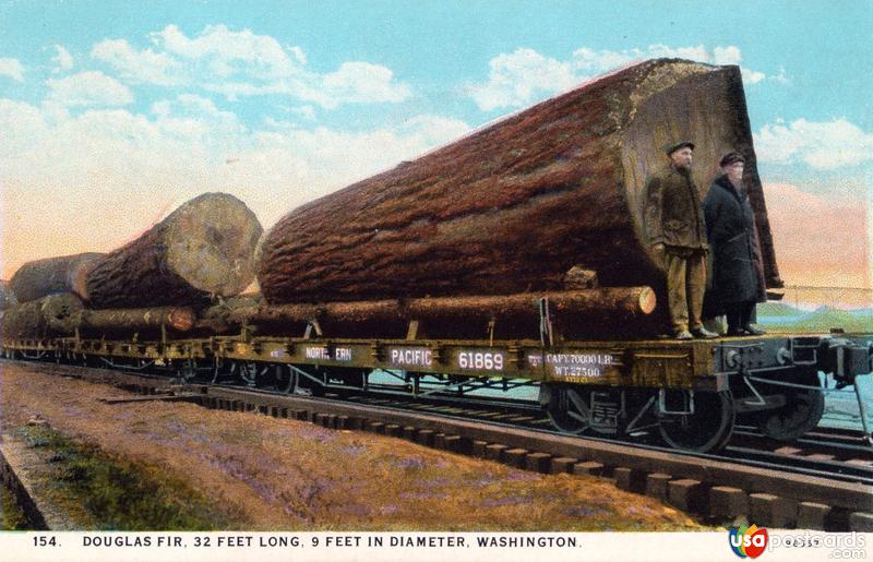 Pictures of White Mountains, New Hampshire: Douglas Fir. 32 Feet Long. 9 Feet in Diameter