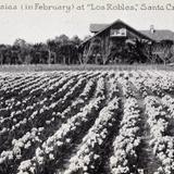 Field of Freesias in February at Los Robles