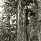 The Chandalier Tree at Underwood Park