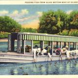 Feeding Fish from Glass Botoom Boat at Silver Springs