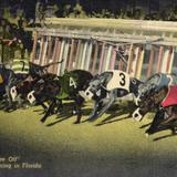 They´re Off. Greyhound Racing in Florida