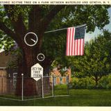 Historic Scythe Tree on a Farm Between Waterloo and Geneva