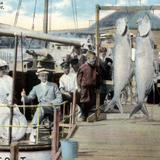 The record tarpon catch on the Scout