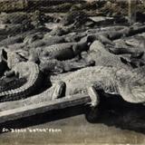 South Beach Gator Farm