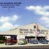 Orange Blossom Groves