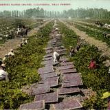 Picking and drying raisin grapes